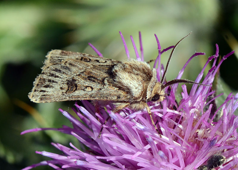 Noctuidae d'' alta quota